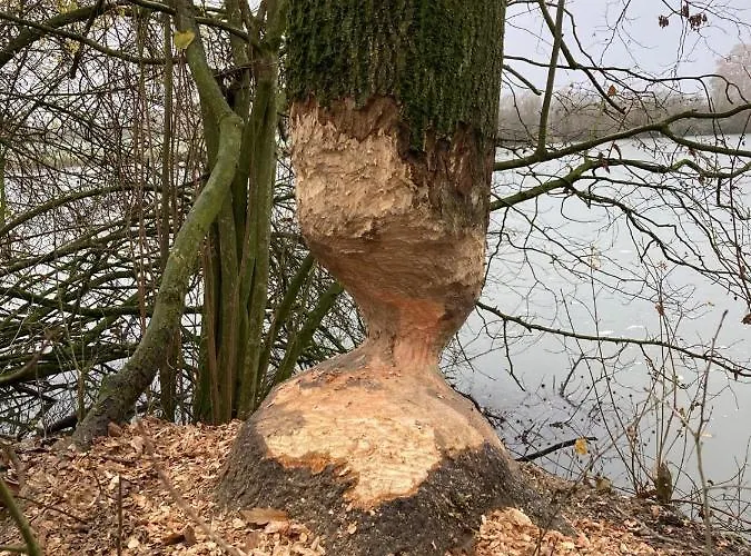 Panzió Huize Placida