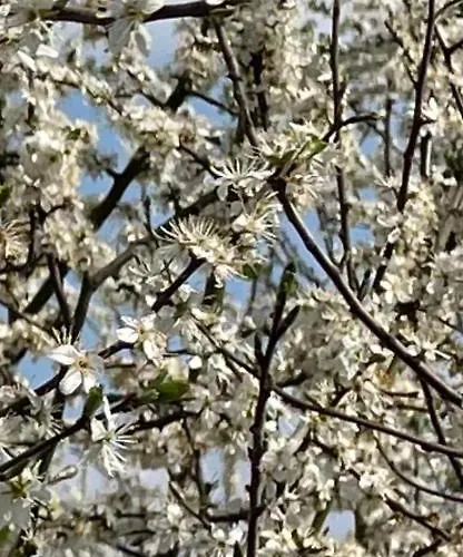 Bed and breakfast Huize Placida